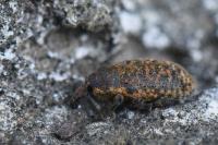 Larinus