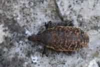 Larinus