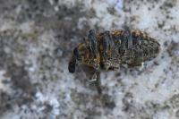 Larinus
