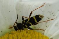Clytus arietis