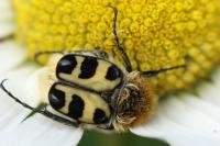 Trichius gallicus