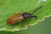 Drilus flavescens