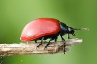 Chrysomela populi
