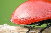 Chrysomela populi