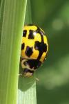 Propylea quatuordecimpunctata
