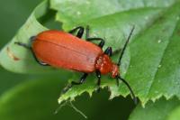 Pyrochroa serraticornis