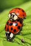 Harmonia axyridis