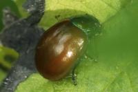 Chrysolina polita