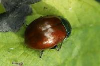 Chrysolina polita