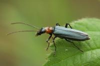 Oedemera croceicollis