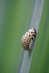 Chrysomela