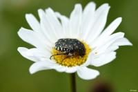 Oxythyrea funesta