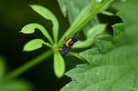 Harmonia axyridis