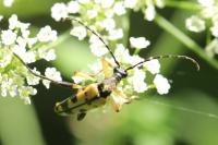 Rutpela maculata