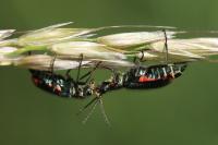 Malachius bipustulatus