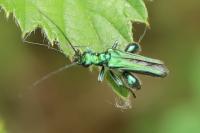 Oedemera nobilis