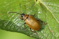 Lochmaea capreae