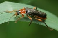 Cantharis pellucida