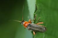 Cantharis pellucida
