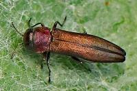 Agrilus pratensis