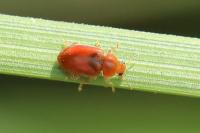 Coccidula rufa