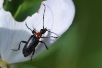Dinoptera collaris
