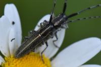 Agapanthia cardui