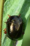 Chrysolina bankii