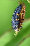 Coccinella septempunctata
