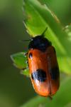 Clytra laeviuscula