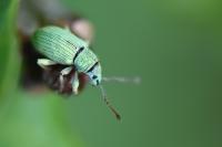 Polydrusus planifrons