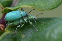 Polydrusus planifrons
