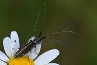 Agapanthia cardui