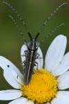 Agapanthia cardui