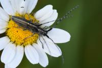 Agapanthia cardui