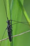 Calamobius filum