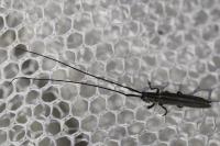 Calamobius filum