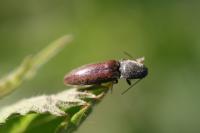 Athous haemorrhoidalis