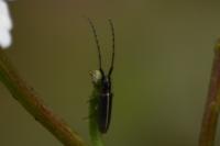 Agapanthia cardui