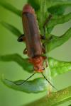 Cantharis livida