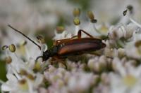 Alosterna tabacicolor