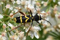 Clytus arietis