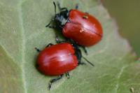 Chrysomela populi