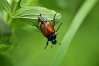 Phyllopertha horticola