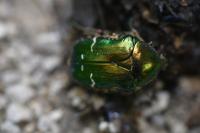 Cetonia aurata
