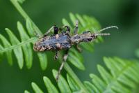 Rhagium sycophanta