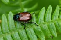 Phyllopertha horticola