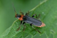 Cantharis fusca