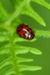 Gonioctena decemnotata