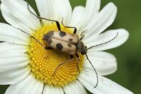 Pachytodes cerambyciformis